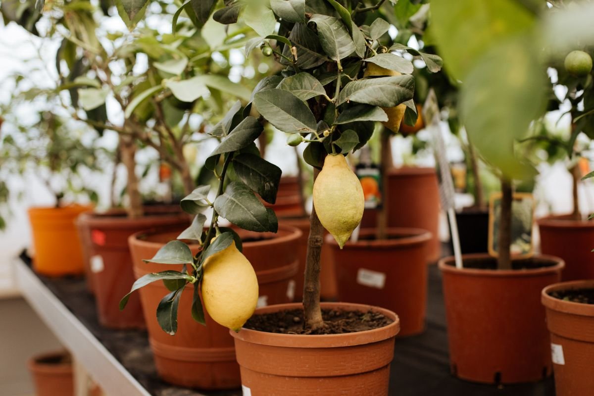 Frutas que cabem no apê: opções fáceis para ter em casa