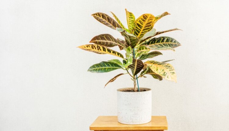 O segredo que faz a planta 2 de Julho crescer mais bonita