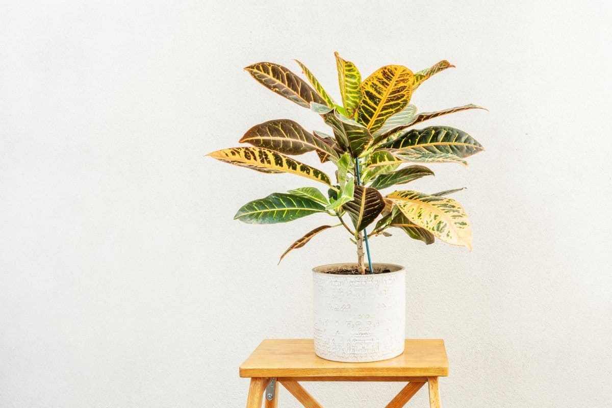 O segredo que faz a planta 2 de Julho crescer mais bonita