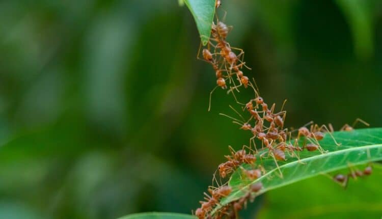 Por que as formigas invadiram minhas plantas e como dar um basta