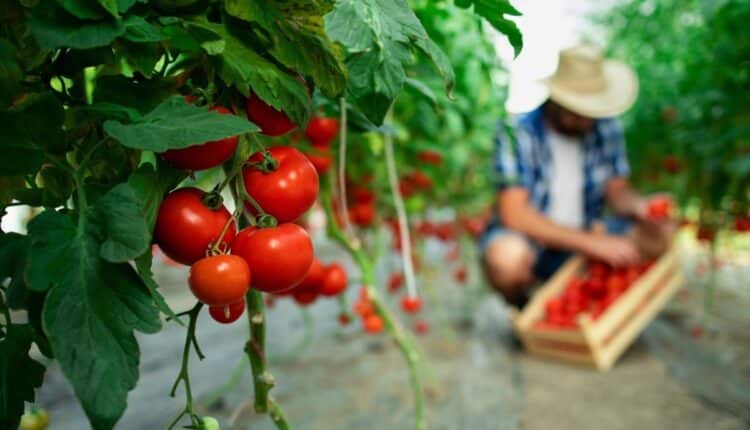 Socorro, meu tomate está murchando! Veja como salvar rapidinho
