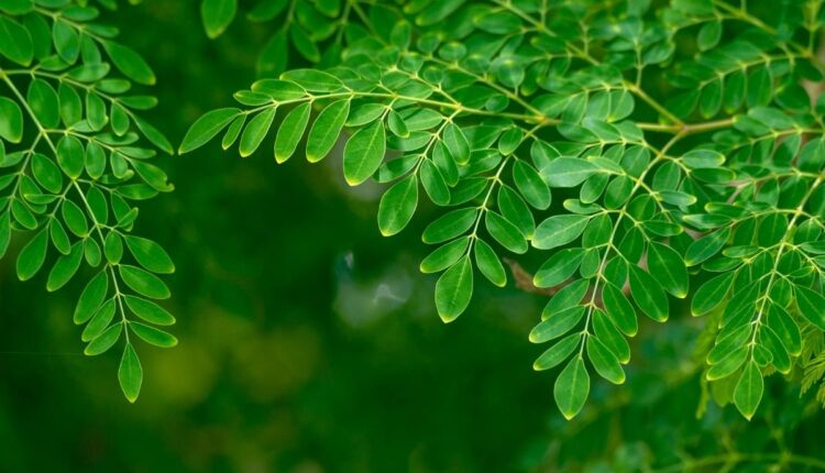 Vale a pena plantar moringa na calçada? Veja o que ninguém te conta
