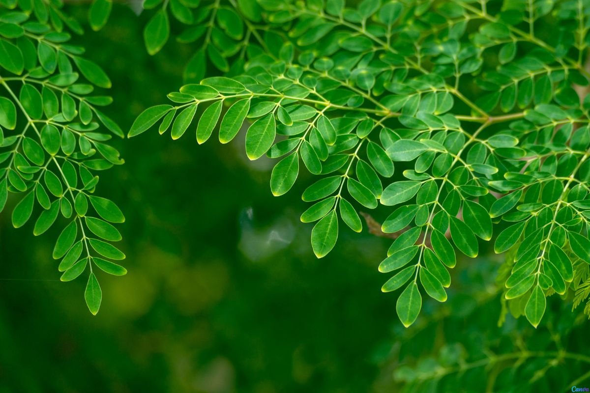 Vale a pena plantar moringa na calçada? Veja o que ninguém te conta