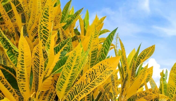 Variedades de plantas que vão colorir seu cantinho sem esforço