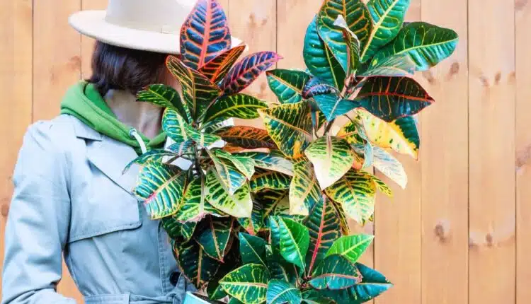 Viu uma manchinha na Planta 2 de Julho? Descubra o que pode ser
